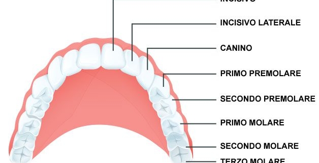 nome dei denti e struttura