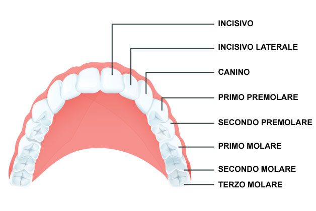 nome dei denti e struttura